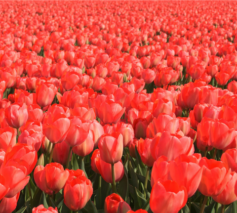 Red Tulip Field
